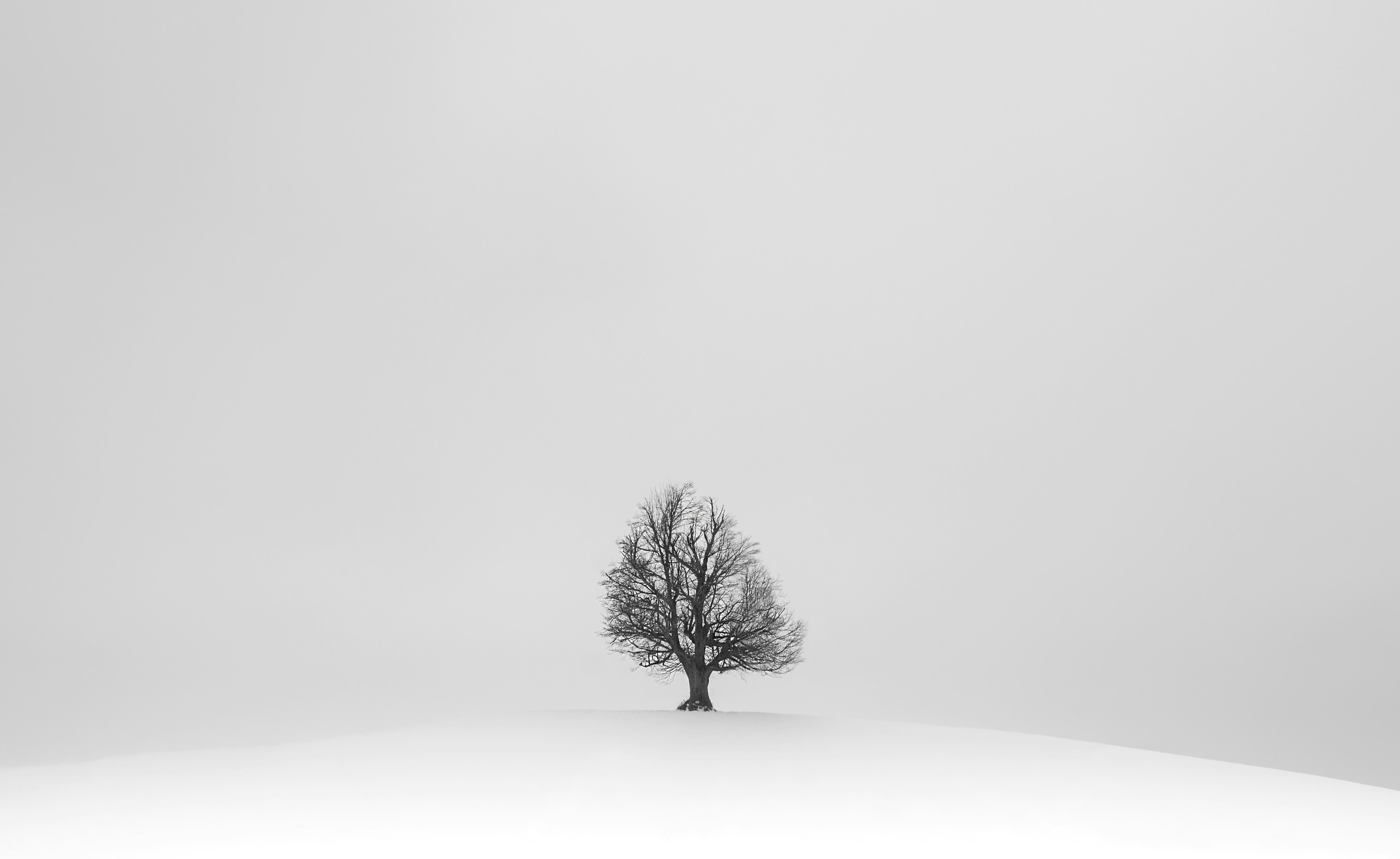 black tree on white snow field